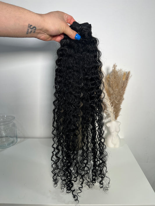 Burmese Curly 3 bundle deal